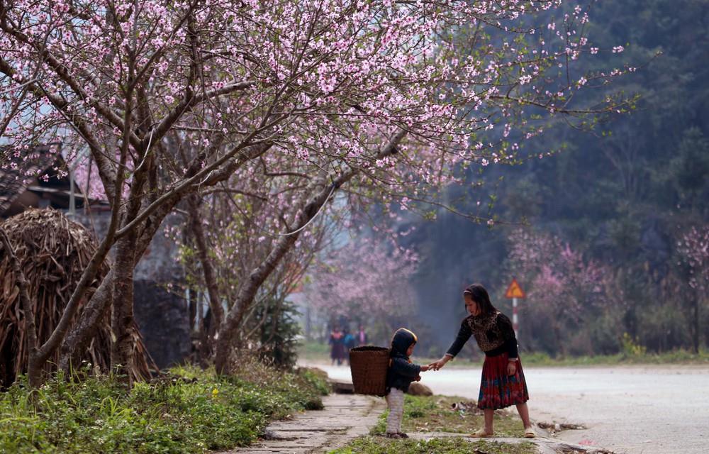 Ngắm hoa đào, hoa lê ở Hà Giang tháng 3
