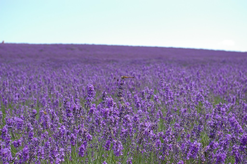 hoa lavender đà lạt tháng 5