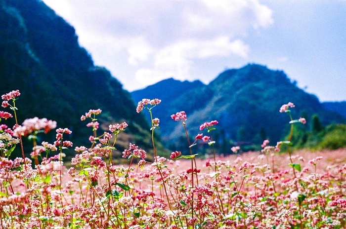 Du lịch tháng 9 Hà Giang ngắm hoa Tam giác mạch